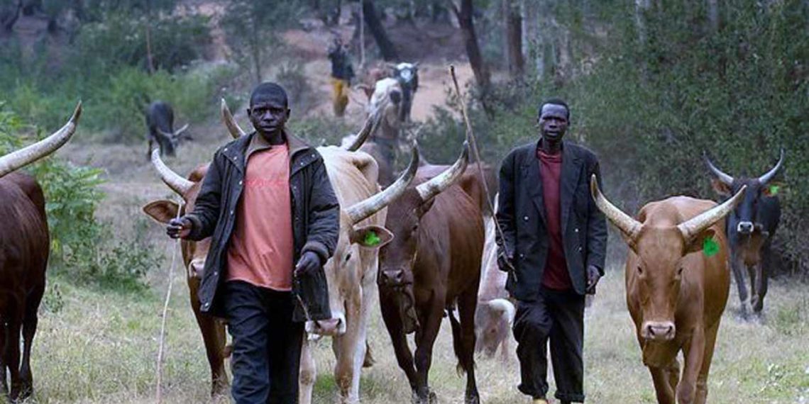 ODDITY: Fulani Herdsmen arrest kidnapping suspect in Ondo
