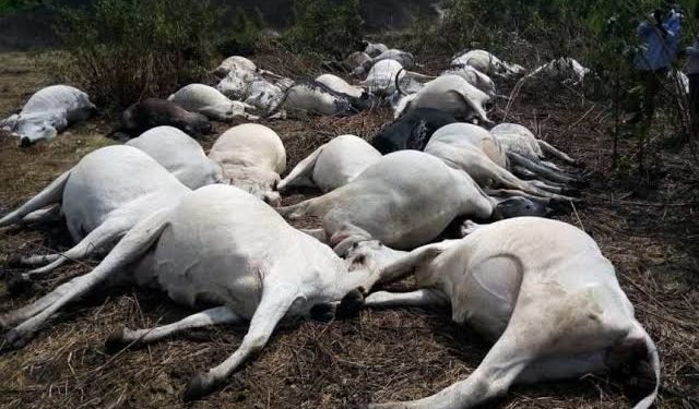 Aftermath of mysterious Death of Cows: Ono residents shun meat, go for assorted fish