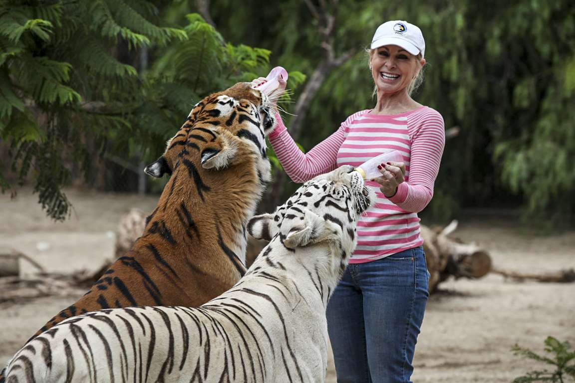 Conservationist mauled by her own tigers at animal sanctuary