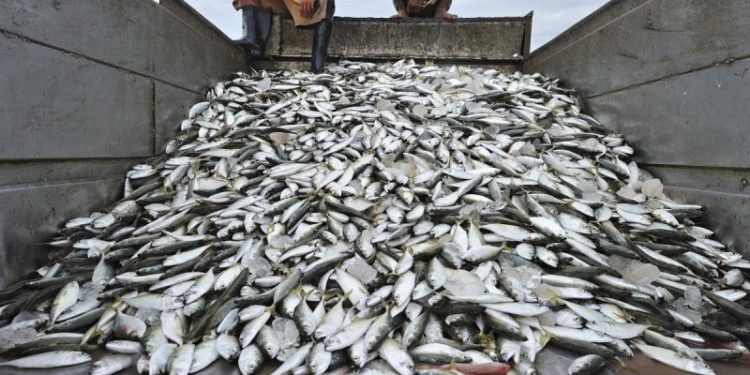 FG moves to end Fish importation in 2022-FG