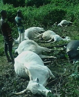 Thunderstorm kills seven cows in Osun