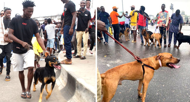 #EndSARS: Youths Continue Protest In Surulere, Use Dogs As Guards