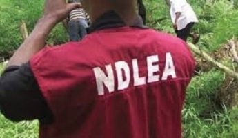 NDLEA Intercepts 200kg Drugs At Lagos, Abuja, Kano Airports