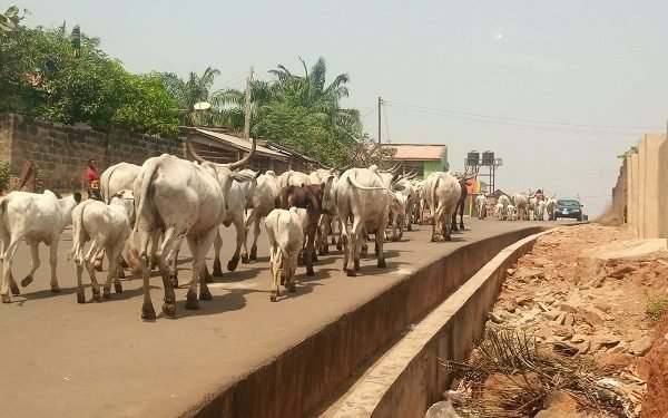 100 Cows Arrested In Ondo For flouting Rule