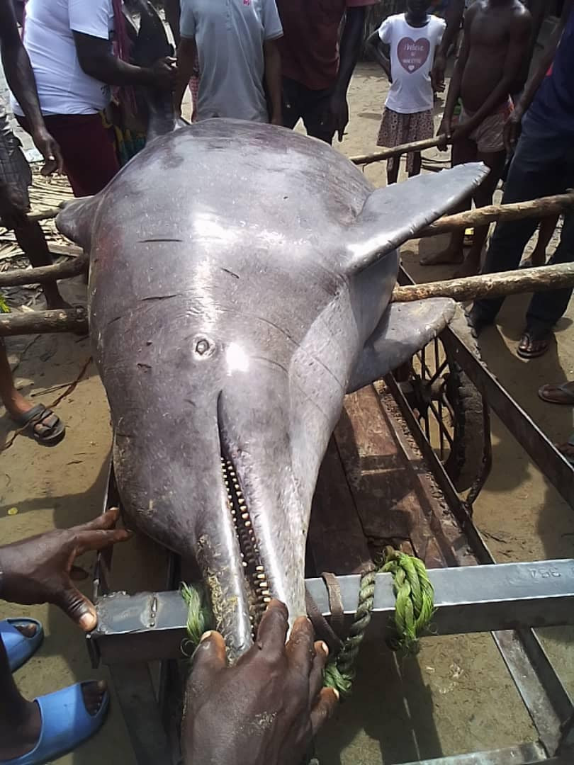 Environment & Animal Conservation: Anger Trails Cruel Killing Of Dolphin By Fisherman In Rivers