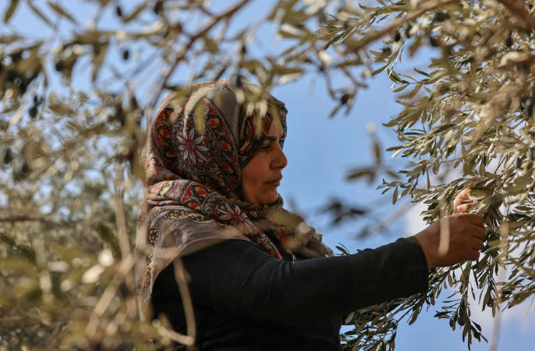 Israeli, Palestinian Olive Growers Face Same Climate Challenge – AFP