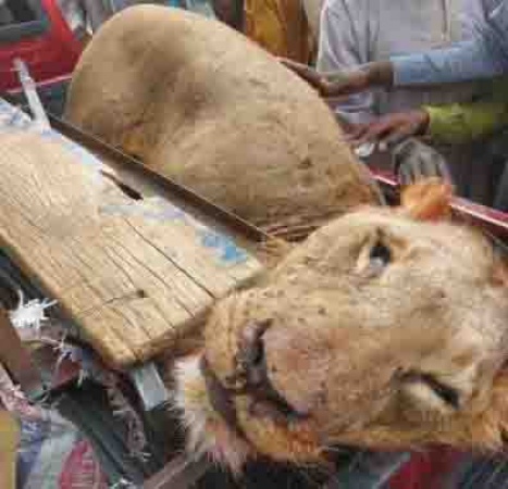 Hunters Kill Strayed Lion In Borno Community