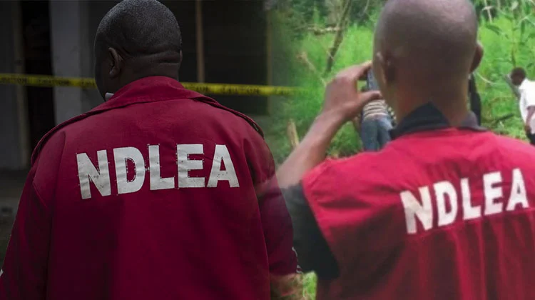 NDLEA Seizes 2.05 Tons Of Illicit Hard Drugs, Arrests 223 Suspects In Cross River