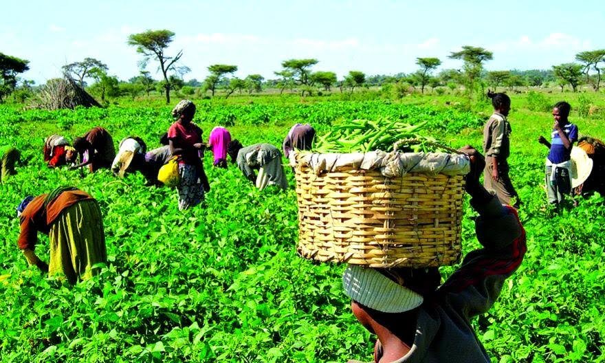 Food Security In Limbo: Over 128 Farmers Killed, 37 Kidnapped In 6 Months — SCI