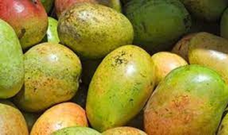 Star Apple, African Mango As Effective As Conventional Weight Loss Drug, Orlistat — Experts