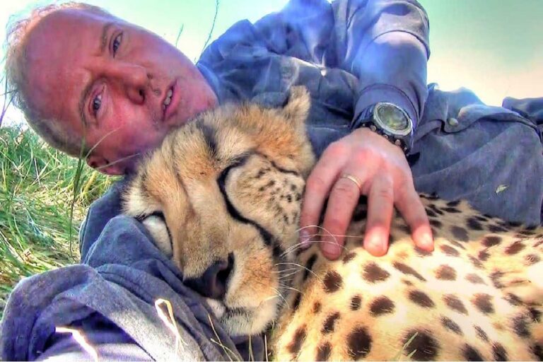 Wildlife Photographer Wakes Up From A Nap Under A Tree With… A Sleeping Cheetah Against Him